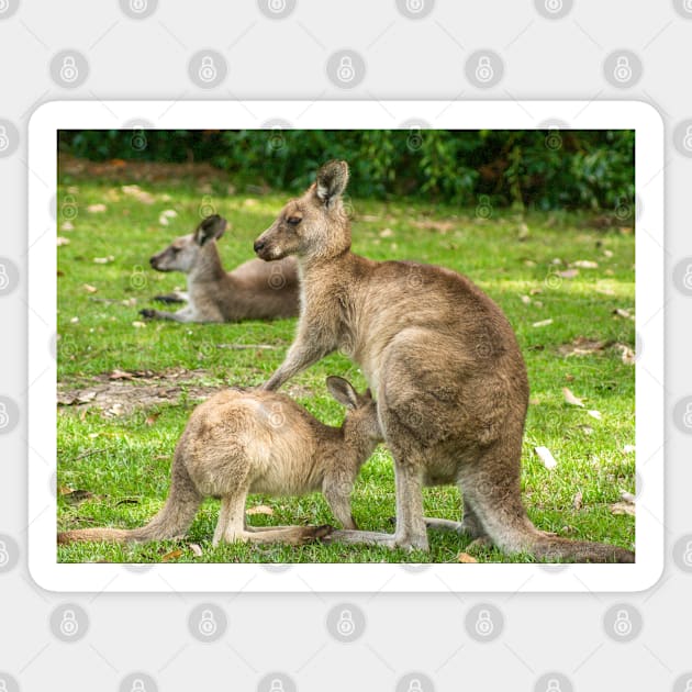 Mother Eastern Grey Kangaroo feeding Joey Magnet by Upbeat Traveler